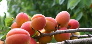 Egenskaper hos Champion of the North aprikos, beskrivning av frukt och frostbeständighet