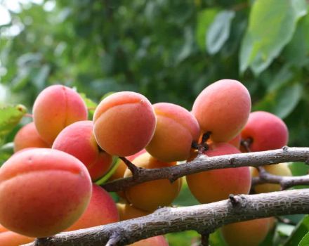 Egenskaper för Champion of the North aprikos, beskrivning av frukt och frostbeständighet