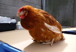 Симптоми и узроци клоацитиса код пилића, методе лечења болести