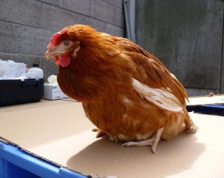 Csirkéknél a cloacitis tünetei és okai, a betegség kezelésének módszerei