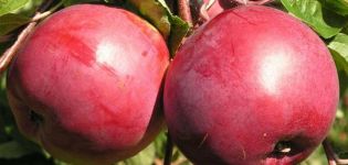 Beschrijving en kenmerken van de appelboomvariëteit Belorusskoe zoet, plantend en verzorgend