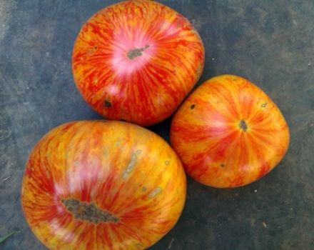 Beskrivning och egenskaper hos tomatsorten King of Beauty
