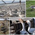 Description and characteristics of Chinese geese, the rules for their maintenance