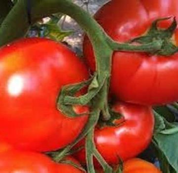 Mô tả về giống cà chua Belfort, đặc điểm trồng trọt và chăm sóc