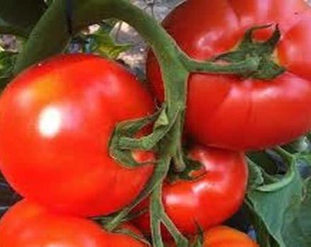 Beskrivning av Belfort-tomatsorten, funktioner för odling och vård