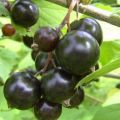 Các giống nho đen tốt nhất và mới cho vùng Ural, mô tả và đặc điểm của chúng
