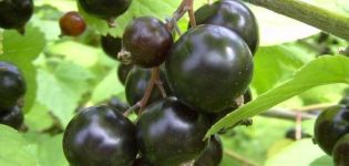 Las mejores y nuevas variedades de grosella negra para los Urales, sus descripciones y características