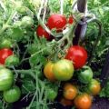Beschrijving van de tomatenvariëteit Suikermond, zijn kenmerken en opbrengst