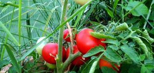 Egenskaper och beskrivning av tomatsorten Alpatiev