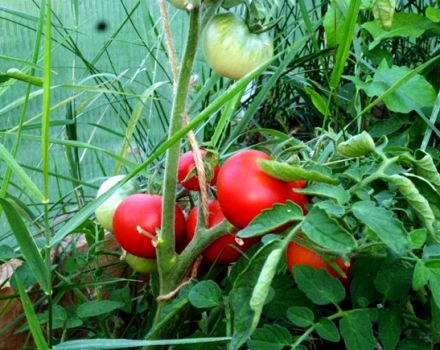 Egenskaper och beskrivning av tomatsorten Alpatiev
