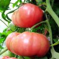Caratteristiche e descrizione delle diverse varietà di pomodori giganti