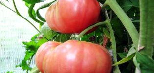 Charakteristiky a opis rôznych odrôd obrovských paradajok