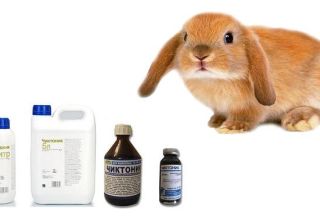 Aké vitamíny sú potrebné pre králiky a aké sú obsiahnuté lieky TOP 6