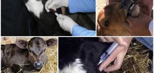 Orsaker till hosta hos en kalv och hur man behandlar den hemma