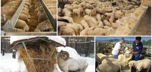 Wat eten schapen en rammen thuis, wat eten en voeren