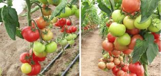 Description de la variété tomato Magnus, caractéristiques et culture