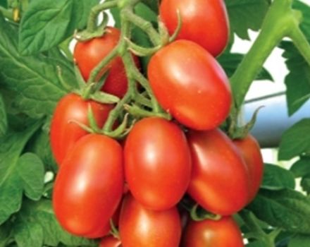 Beskrivning och egenskaper hos tomatsorten Katenka F1