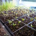Cómo preparar semillas de tomate para plantar plántulas, procesar y remojar.