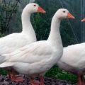 Description and characteristics of geese of the Mamut breed, breeding rules and care