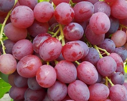 Veles vynuogių veislės aprašymas ir ypatybės, jų atsiradimo istorija ir privalumai bei trūkumai