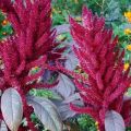 35 druhov a odrôd amarantu s popisom, výsadbou a starostlivosťou v otvorenom poli