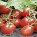 Unsere Top Produkte - Suchen Sie die Rio grande tomate entsprechend Ihrer Wünsche