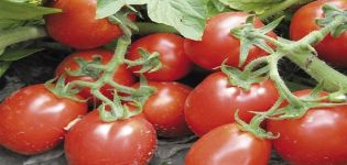 Pomidorų „Trans Rio“ aprašymas, veislės savybės ir auginimas