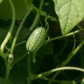 Opis Melotria grube (mišja dinja), koristi i štete, posebno uzgoj i njega
