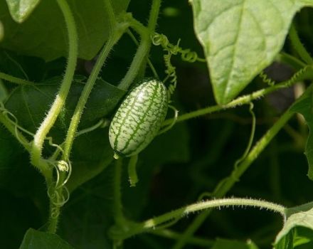 Beskrivning av Melotria grov (musmelon), fördelar och skador, särskilt odling och vård
