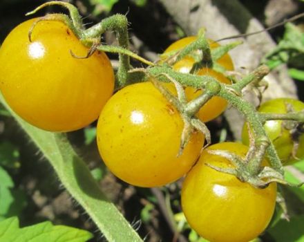 Descripción de la variedad de tomate Dean y sus características
