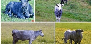 Beskrivning och egenskaper hos kor av den lettiska blå rasen, deras innehåll