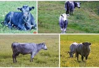 Beschreibung und Eigenschaften der Kühe der lettischen blauen Rasse, deren Inhalt
