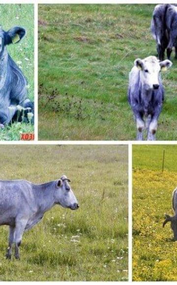 Popis a charakteristika krav lotyšského modrého plemene, jejich obsah