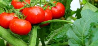 Egenskaper och beskrivning av tomatsorten Explosion, dess utbyte