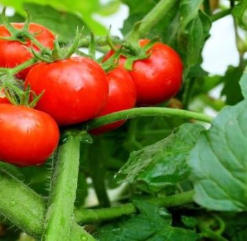 Pomidorų veislės Charakteristikos ir aprašymas Sprogimas, derlius