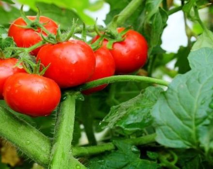 Egenskaper och beskrivning av tomatsorten Explosion, dess utbyte