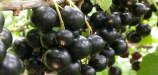 Beskrivning och egenskaper hos Golubka vinbärsorten, plantering och vård
