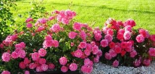 Опис сорти Бордер ружа, садња, узгој и брига у башти