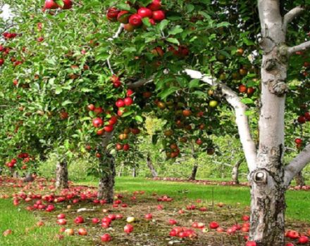 Опис и карактеристике Лобо јабука, сорти, садња и нега