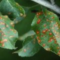 Causas de la aparición de manchas marrones en las hojas de un manzano y cómo tratar la enfermedad.