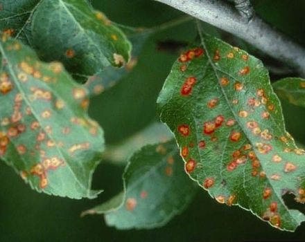 Príčiny výskytu hnedých škvŕn na listoch jabloní a spôsobu liečby choroby