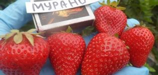 Beskrivning och egenskaper hos Murano jordgubbar, odling och reproduktion