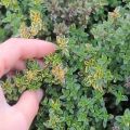 Growing, planting and leaving lemon thyme (thyme) from seeds