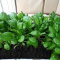 Kaip auginti sorą namuose ant palangės iš sėklų ir šakniastiebių, paruošti sodinamąją medžiagą ir prižiūrėti augalus