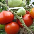 Opis odrody paradajok Lev Tolstoy, vlastnosti poľnohospodárskej technológie