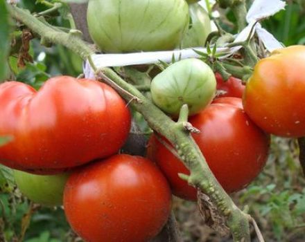 Beschrijving van het tomatenras Lev Tolstoy, kenmerken van landbouwtechnologie