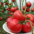 Kenmerken en beschrijving van het tomatenras Raspberry Sunset