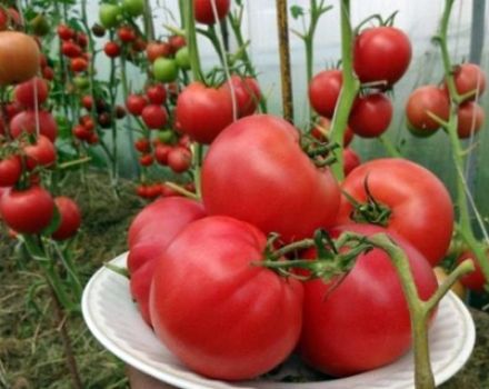 Egenskaper och beskrivning av tomatsorten Raspberry Sunset