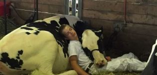 Hur och i vilken position sover kor, hur länge de vilar och påverkan på hälsan