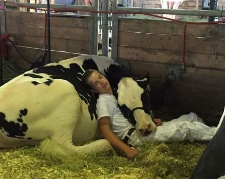 Kaip ir kokioje padėtyje karvės miega, kiek laiko jos ilsisi ir koks poveikis sveikatai